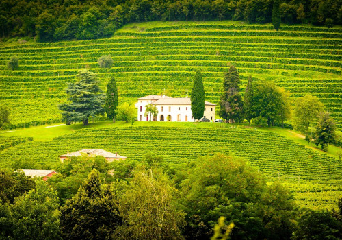 Italy, Queen of Wine: 2025 Harvest Up by 8% and Record Quality