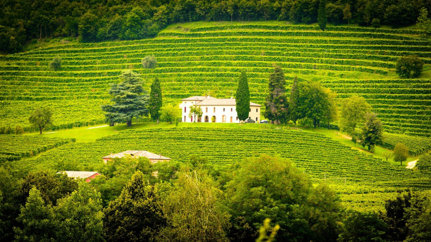 Italy, Queen of Wine: 2025 Harvest Up by 8% and Record Quality